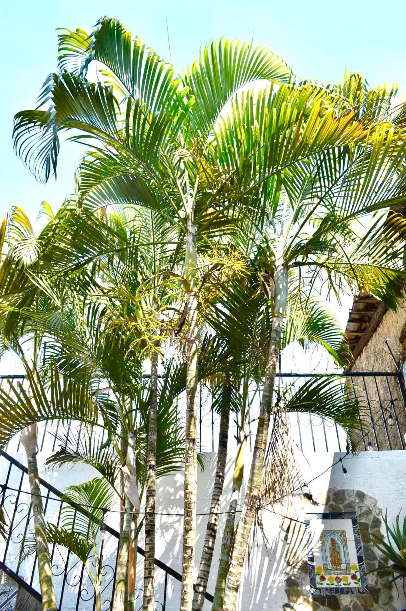 Casa Coco Hostel Santa Ana Exterior foto